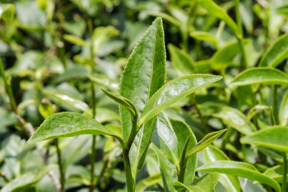 新生永續茶園