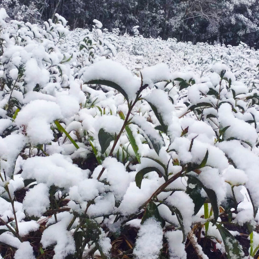 水文循環性(雪中茶園)