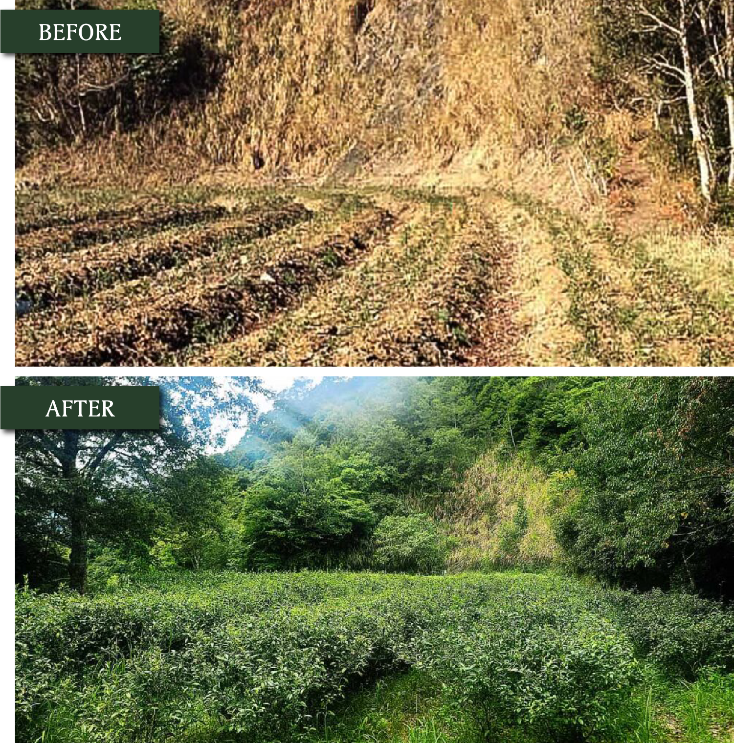 The Land Before；Then After！​