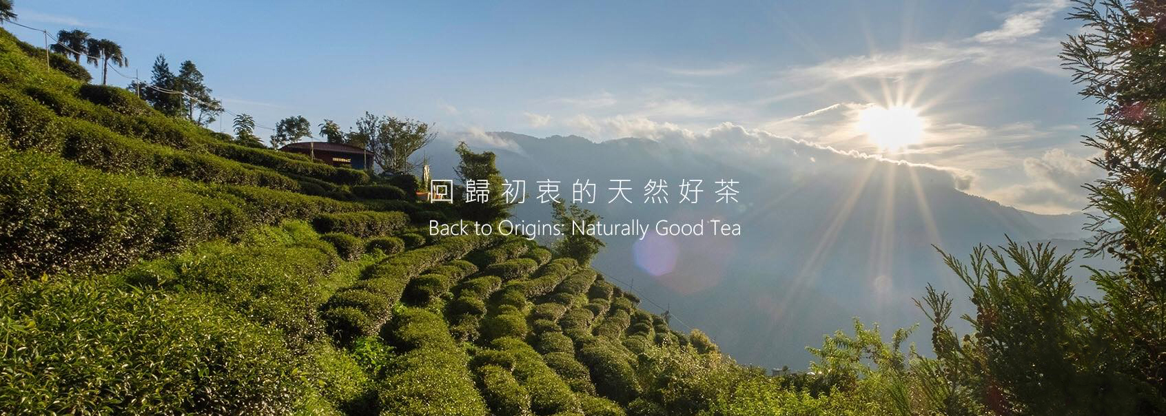 回歸初衷的天然好茶-新生永續